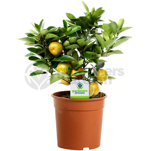 Citrus calamondin plant - calamondin,