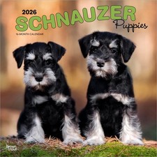 Schnauzer Puppies Calendar
