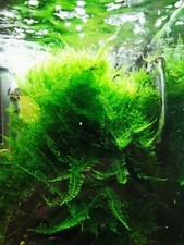 15 g Taiwan Moss.  A large port Free Moss live Tropical Aquarium Pond Plant