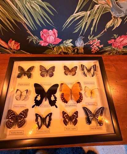 Framed butterfly taxidermy - butterfly,