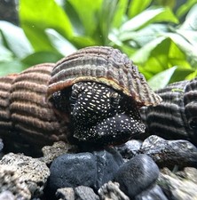 2 Yellow Spotted Sulawesi