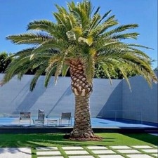 Date Palm - Phoenix