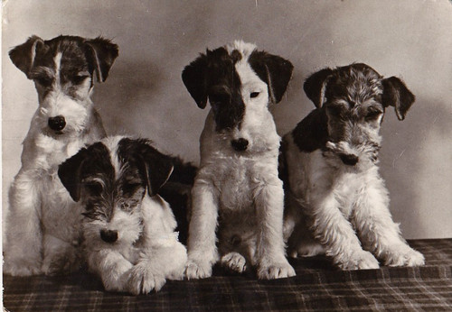 Fox terrier puppy postcard - fox,