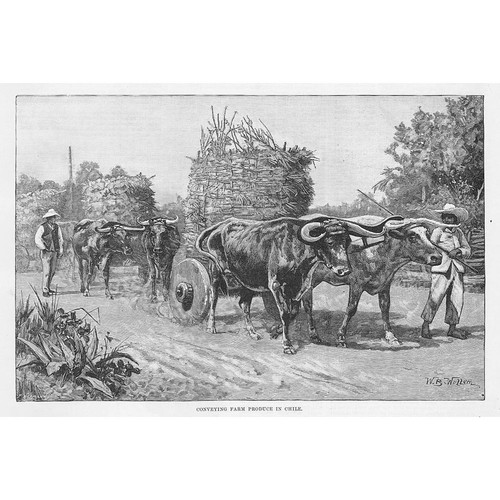 Chile bullock carts - chile,