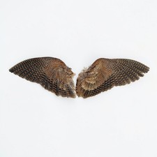 Pair of Dried Woodcock Wings