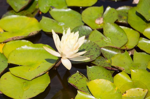 Nymphaea charlene strawn - 'charlene, strawn'