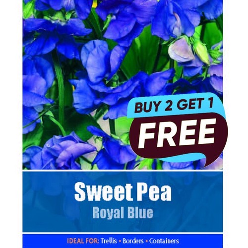 Sweet pea royal blue seeds - sweet,