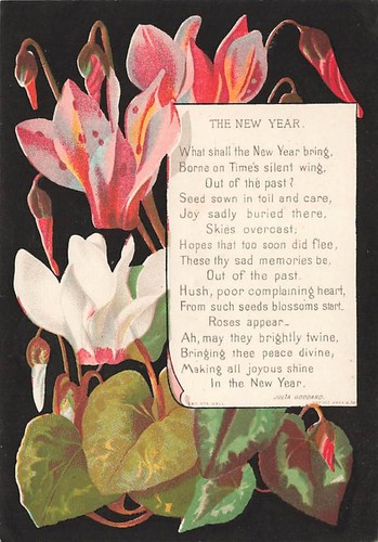 Victorian winter cyclamen - victorian,