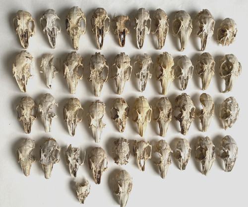 Rabbit skulls taxidermy - 42,