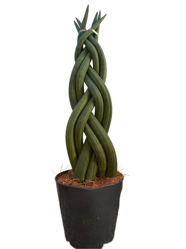 Sansevieria cylindrica braided - sansevieria,