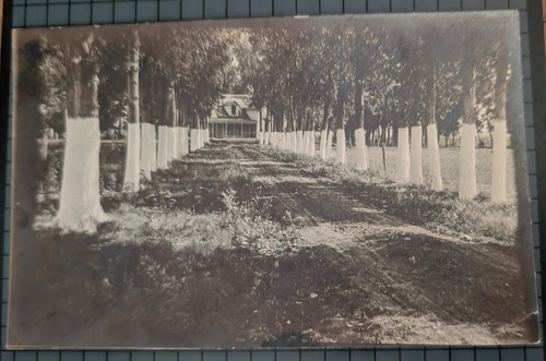 Rppc real photo tree lane - rppc,