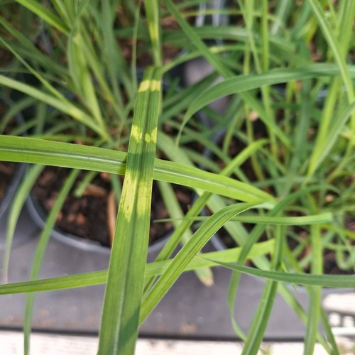 Miscanthus sinensis little - sinensis, 'little