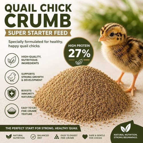 Superstarter quail partridge - superstarter, &