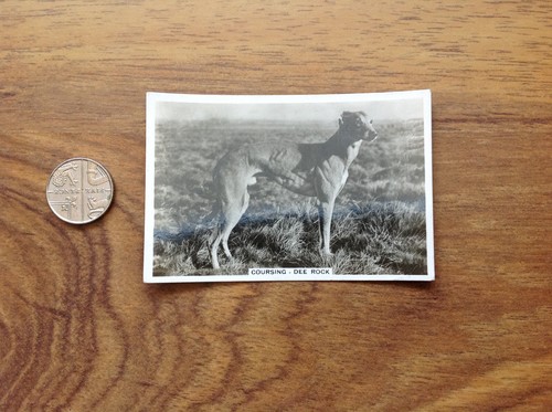 Dee rock coursing senior - rock,