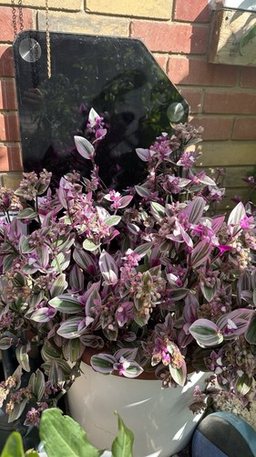 The tradescantia nanouk plant - the,
