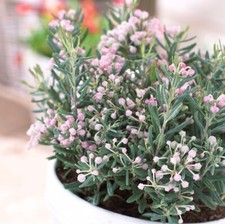 Andromeda Polifolia Blue Ice