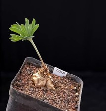 Pot 7cm 2pcs Rare Cacti plant