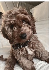 Cockerpoo wall art, animal