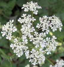 Cow Parsley - Anthriscus sylvestris - 50 Seeds - Lovely Native Wildflower