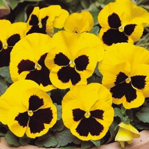 Winter flowering pansy - 40,