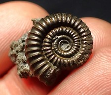 Pyrite ammonite fossil Crucilobiceras (20mm) Charmouth Jurassic Coast Fossils UK