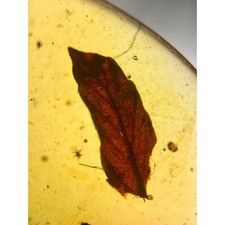Plant Leaf inclusion in Burmese / Burmite amber fossil / 100% genuine amber