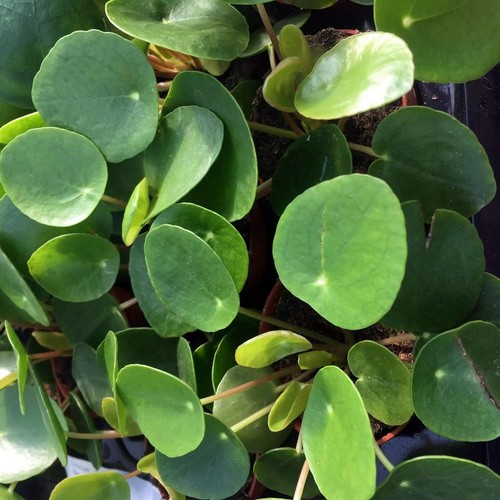 Chinese money plant pilea - chinese, (pilea