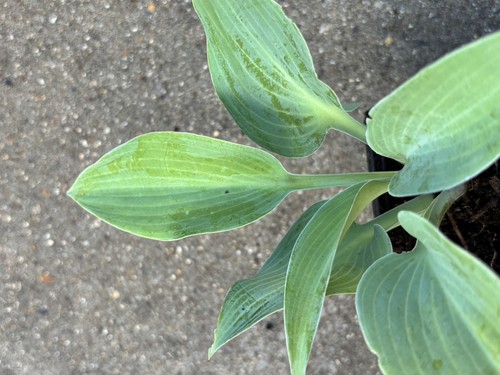 Hosta sunny halcyon small - halcyon,