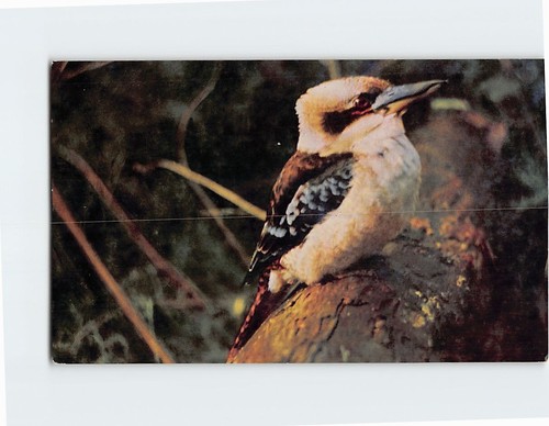 Postcard kookaburra bird - postcard,
