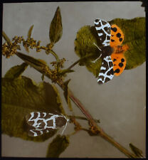 Photo GARDEN TIGER MOTHS C1920 ANTIQUE Magic Lantern Slide