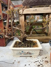 Japanese Satsuki Azalea Bonsai