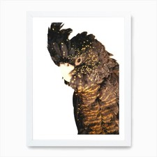 Black Cockatoo Art Print