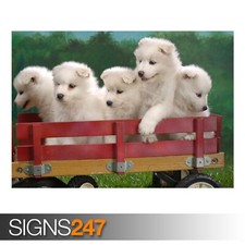 WAGONLOAD OF SAMOYED PUPPIES poster depicting adorable pups in various sizes