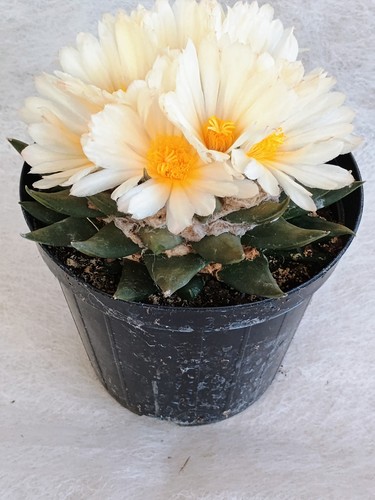 Ariocarpus trigonus var - trigonus,