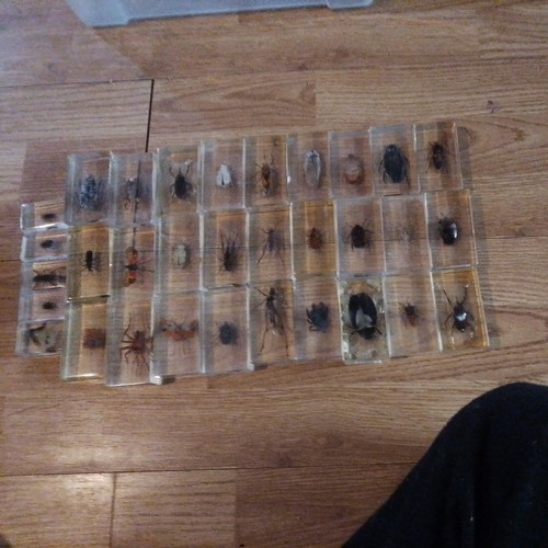 Mounted insect specimens - 32,