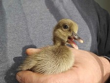 6 Khaki Campbell Duck Hatching