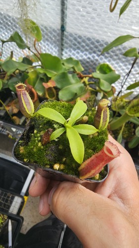 Nepenthes naga seed - nepenthes,