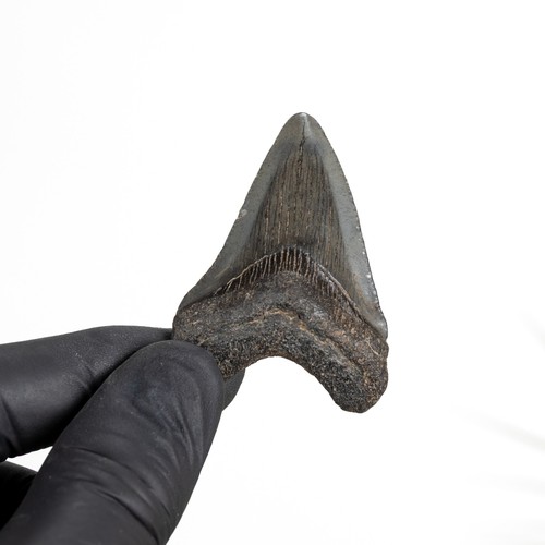 Inch megalodon shark - inch,