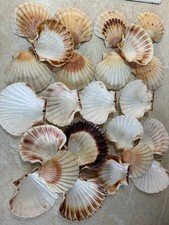 Natural scallop shells set - scallop,