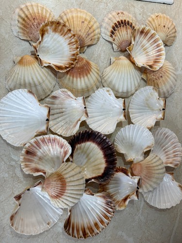 Natural scallop shells set - scallop,