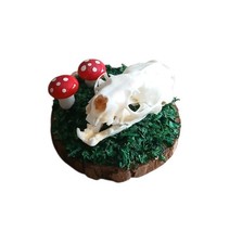 Real Mink Skull Taxidermy