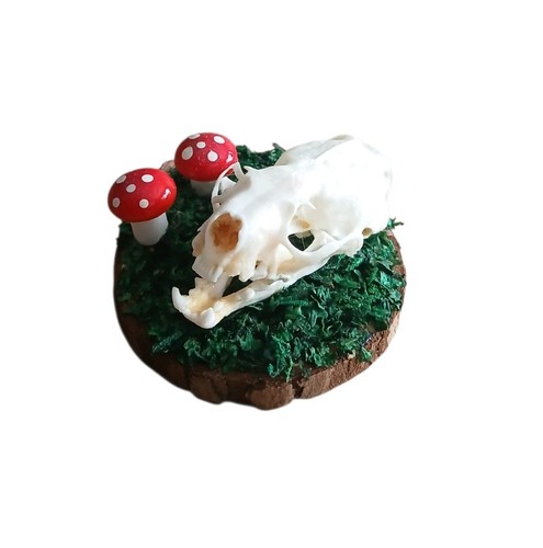 Real mink skull - skull, taxidermy