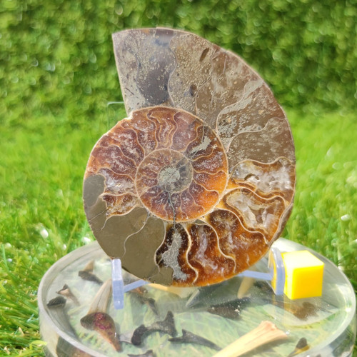 Polished madagascar ammonite - polished,