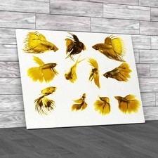 Siamese Fighting Fish Collage