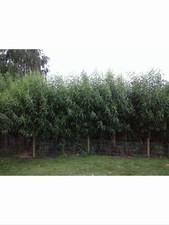 50 Willow Cuttings 12” Long