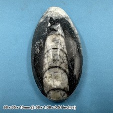 Orthoceras fossil 400 - orthoceras,