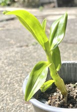 Bamboo orchid (Dendrobium