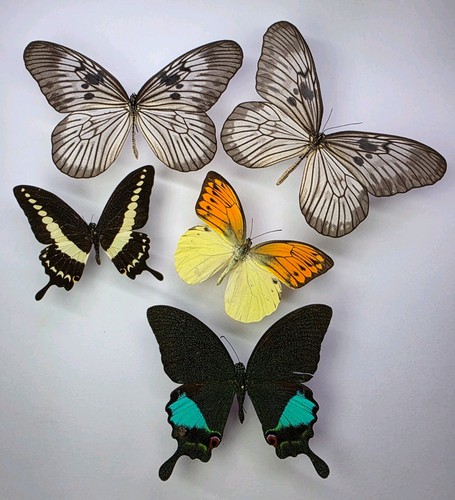 Real butterfly collection 5 - butterfly,
