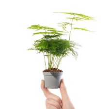 Baby Asparagus Fern Plant