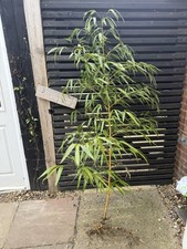 Phyllostachys VIVAX Chinese